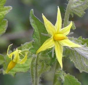 tomato blossum